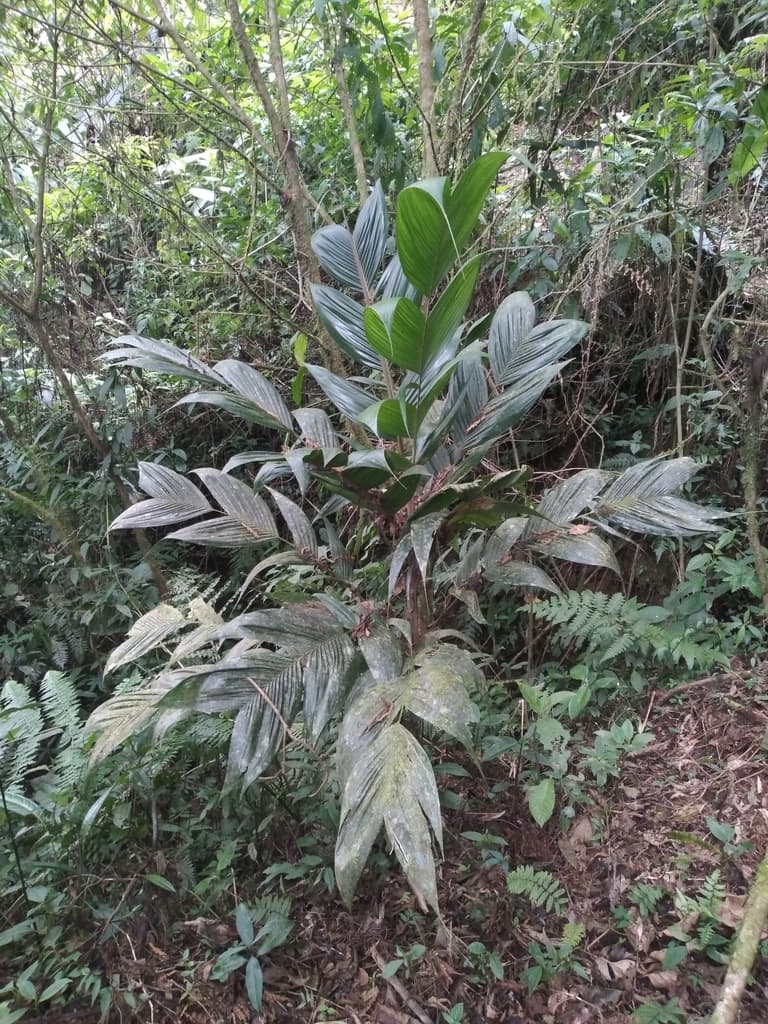 Botanical specimen of Geonoma Orbignyana.