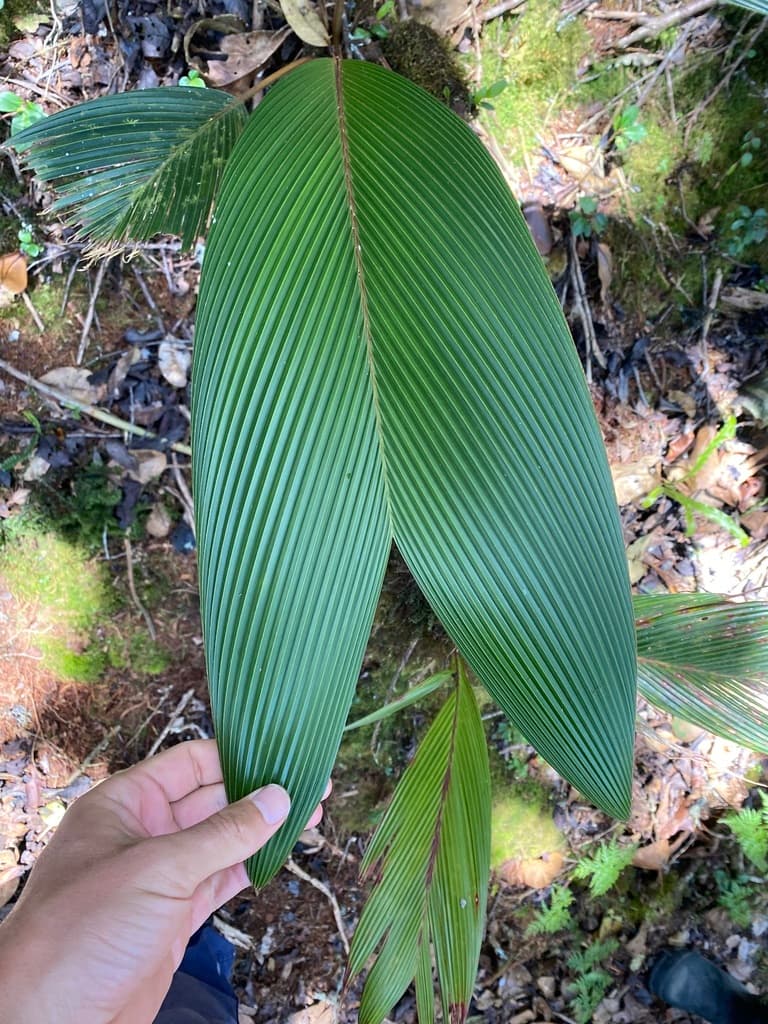 Botanical specimen of Geonoma Orbignyana.