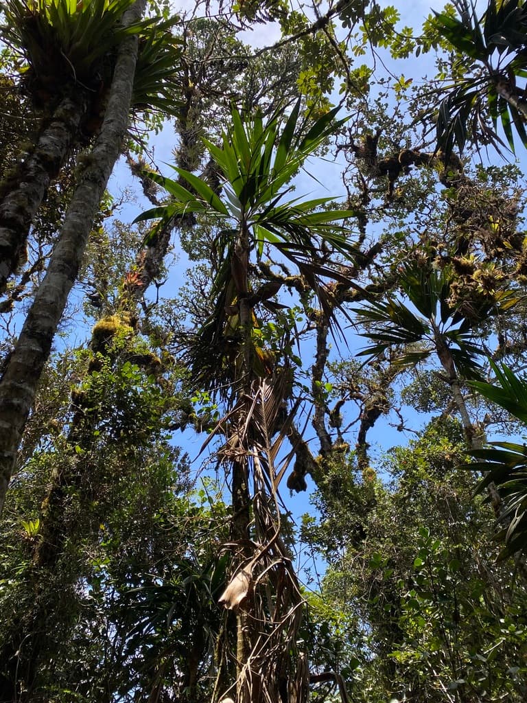 Botanical specimen of Geonoma Orbignyana.