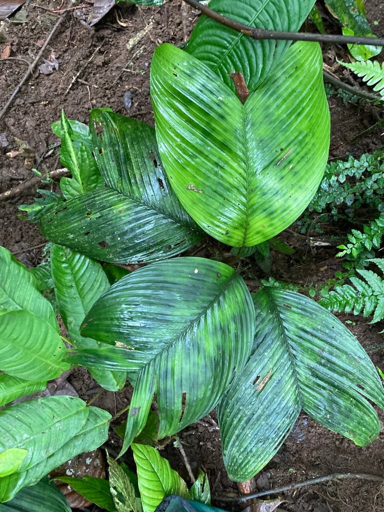 Botanical specimen of Geonoma Paradoxa.