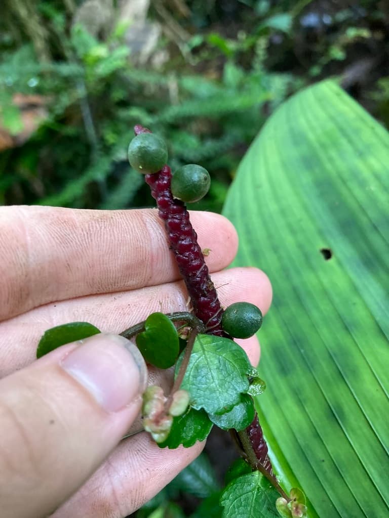 Botanical specimen of Geonoma Paradoxa.
