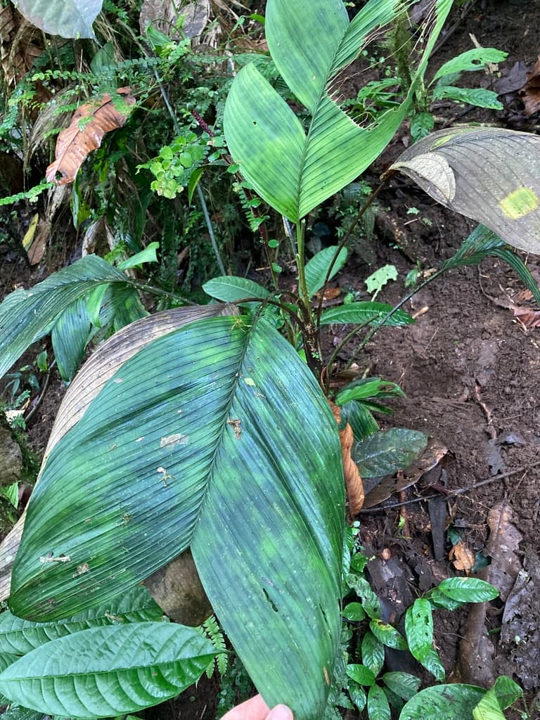 Botanical specimen of Geonoma Paradoxa.