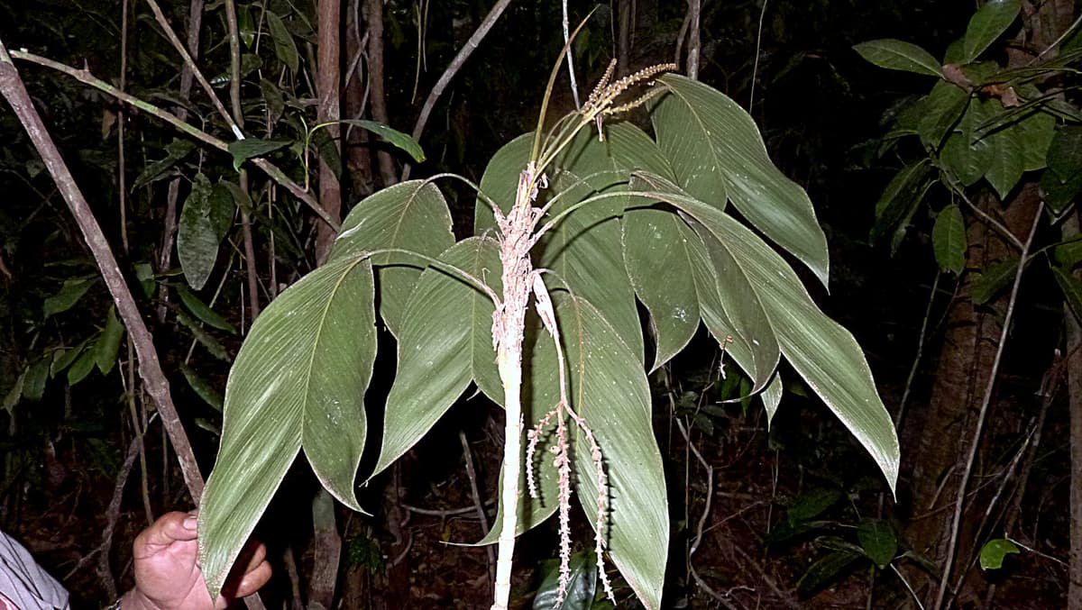 Botanical specimen of Geonoma Pauciflora.