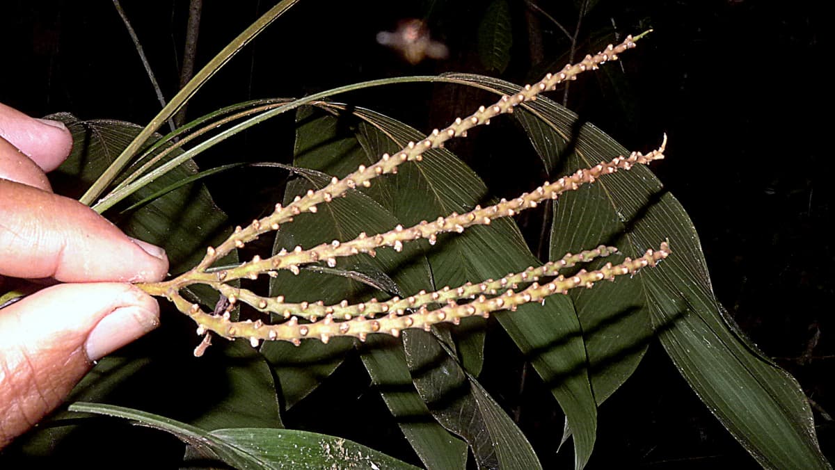 Botanical specimen of Geonoma Pauciflora.