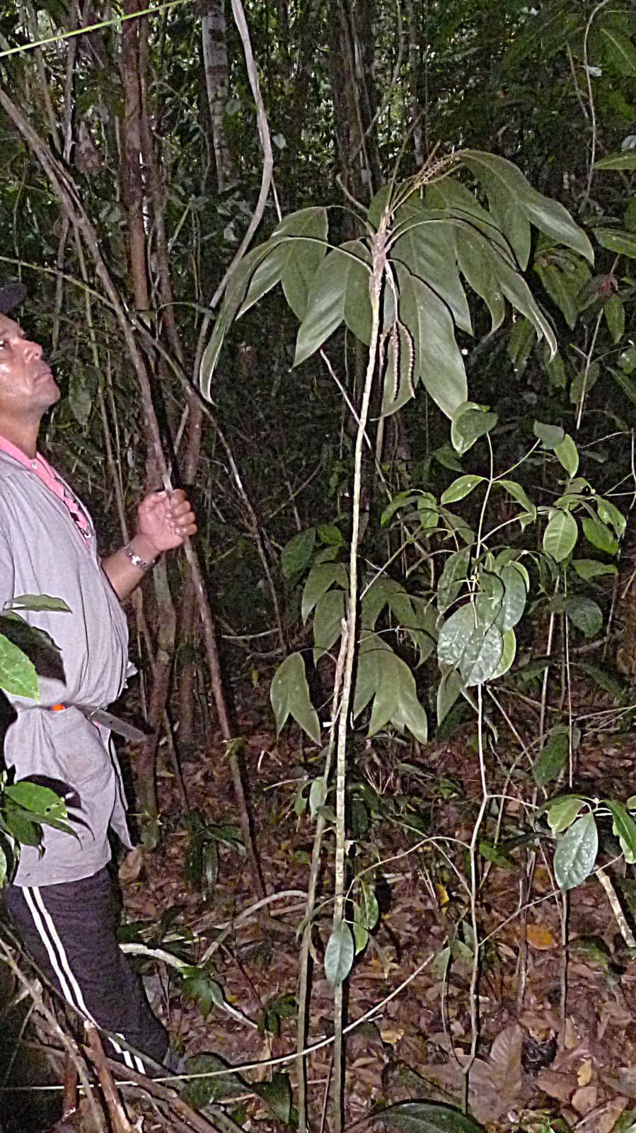 Botanical specimen of Geonoma Pauciflora.