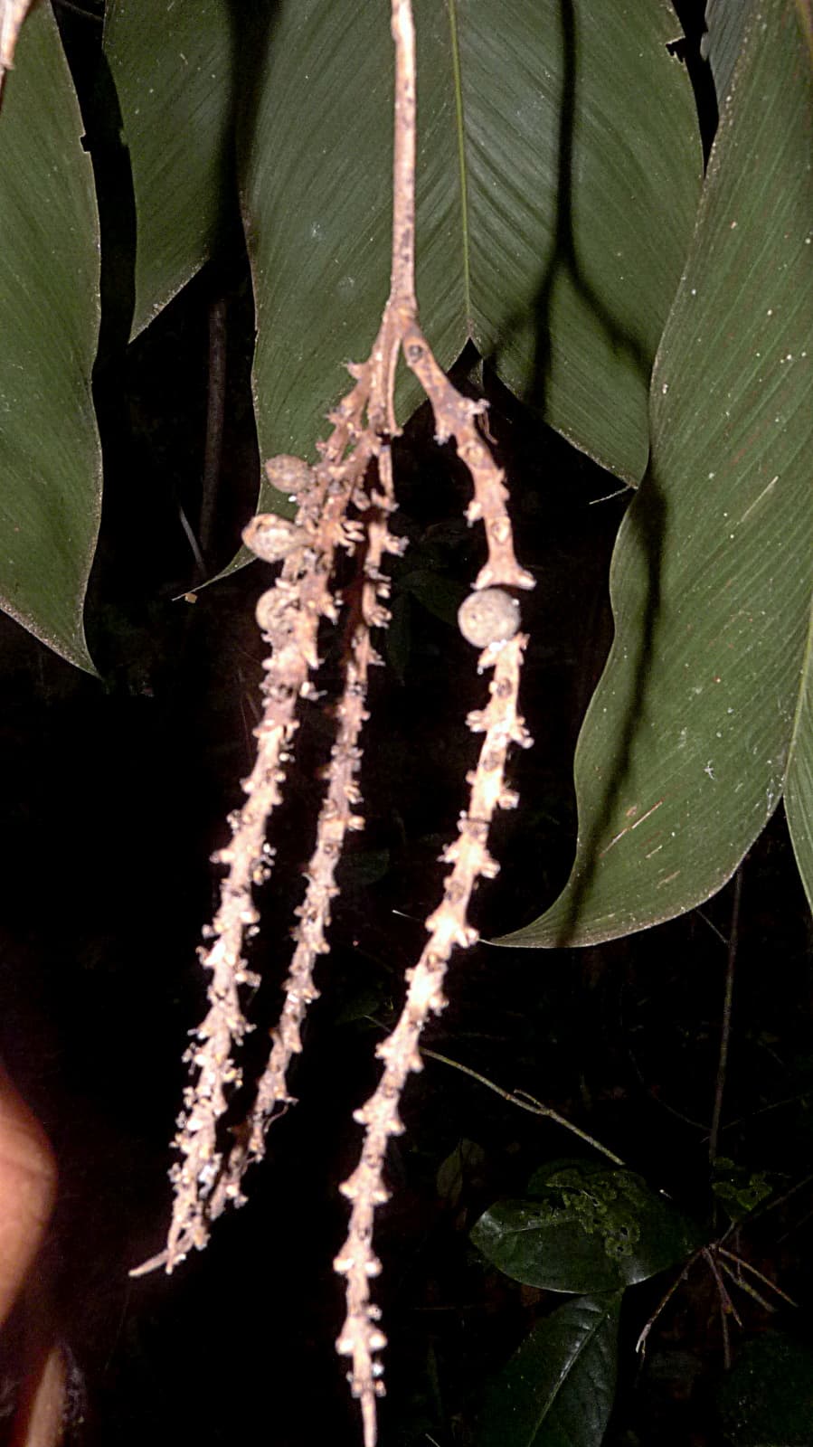 Botanical specimen of Geonoma Pauciflora.
