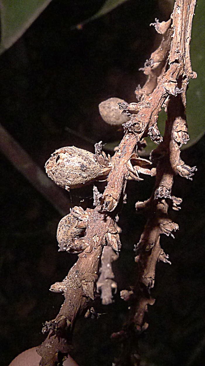 Botanical specimen of Geonoma Pauciflora.