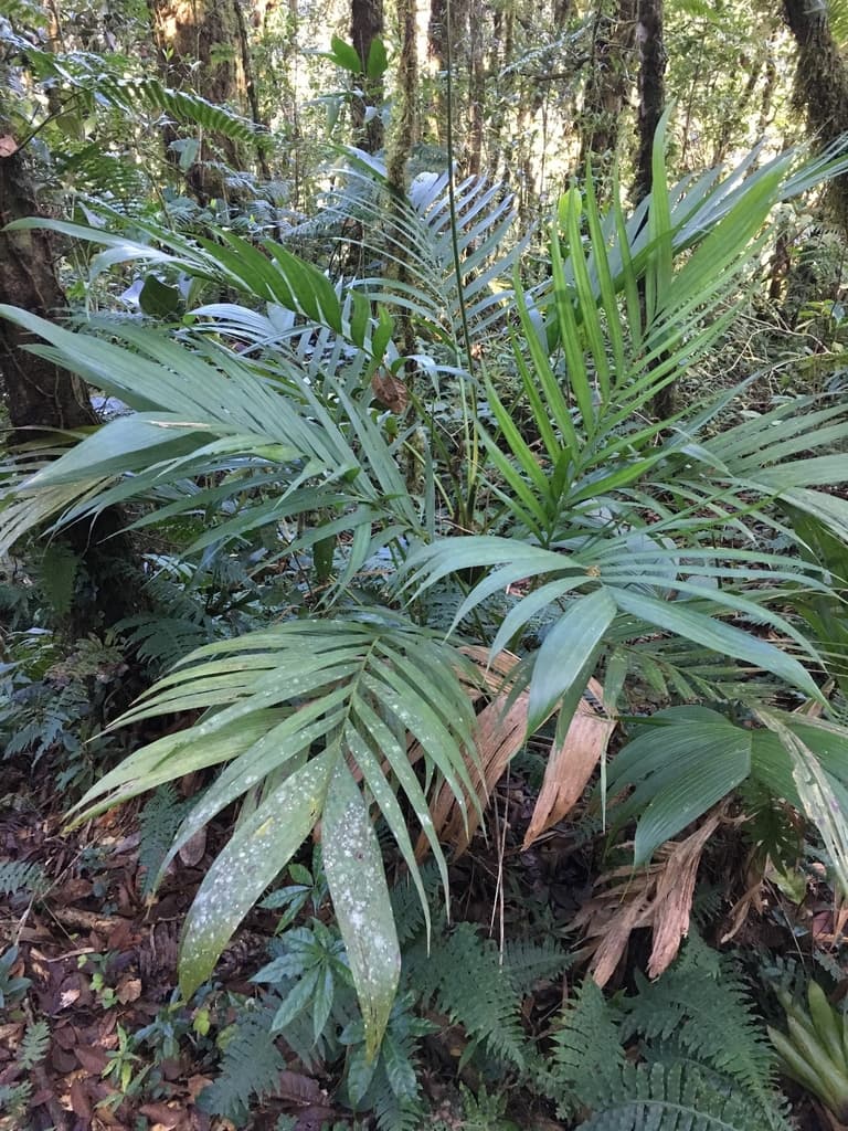 Botanical specimen of Geonoma Pinnatifrons.