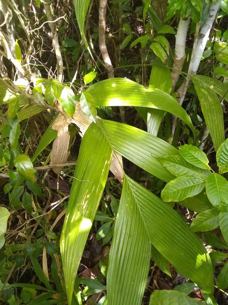 Botanical specimen of Geonoma Pinnatifrons.