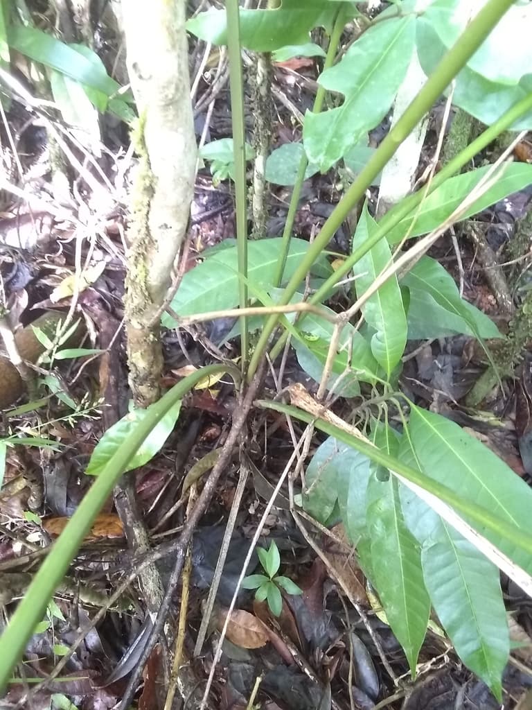 Botanical specimen of Geonoma Pinnatifrons.