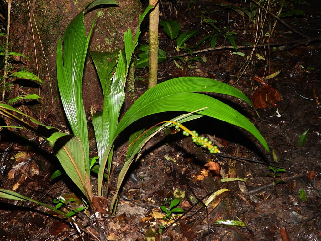 Botanical specimen of Geonoma Poiteauana.