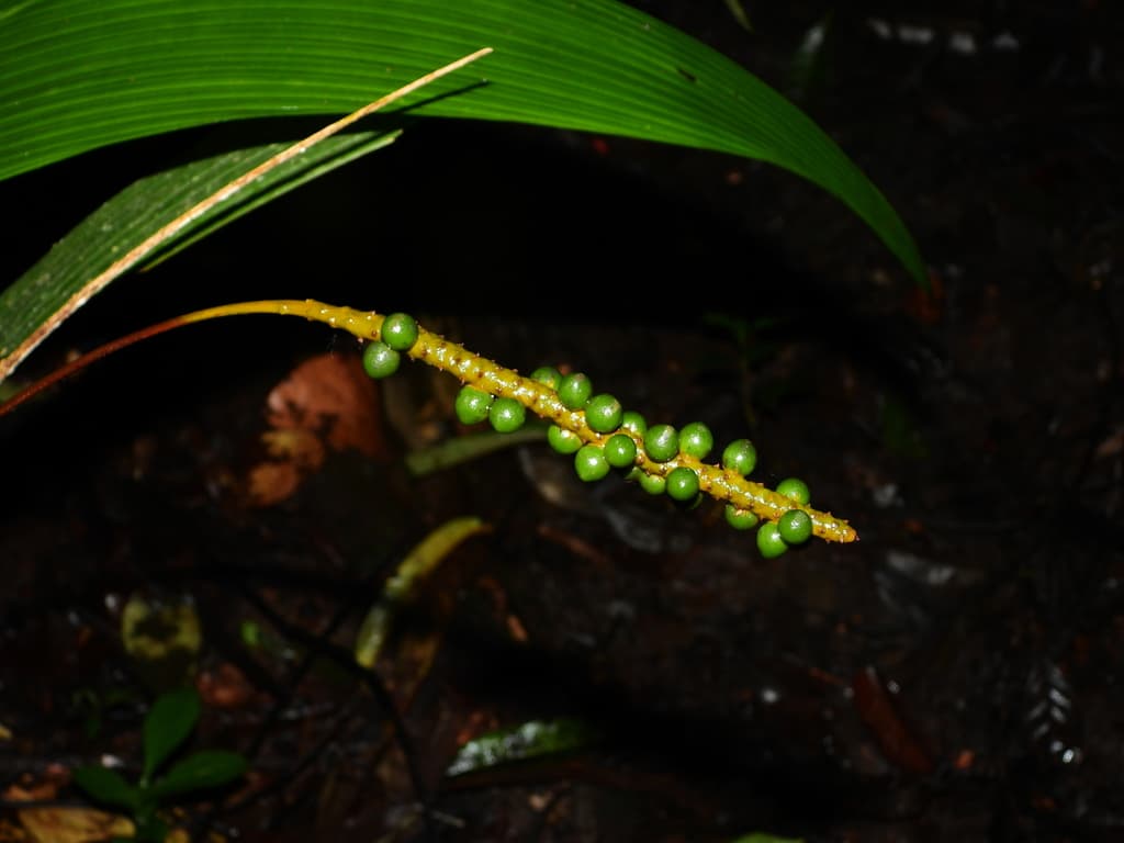 Botanical specimen of Geonoma Poiteauana.