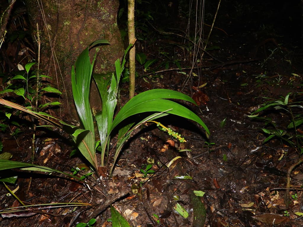 Botanical specimen of Geonoma Poiteauana.