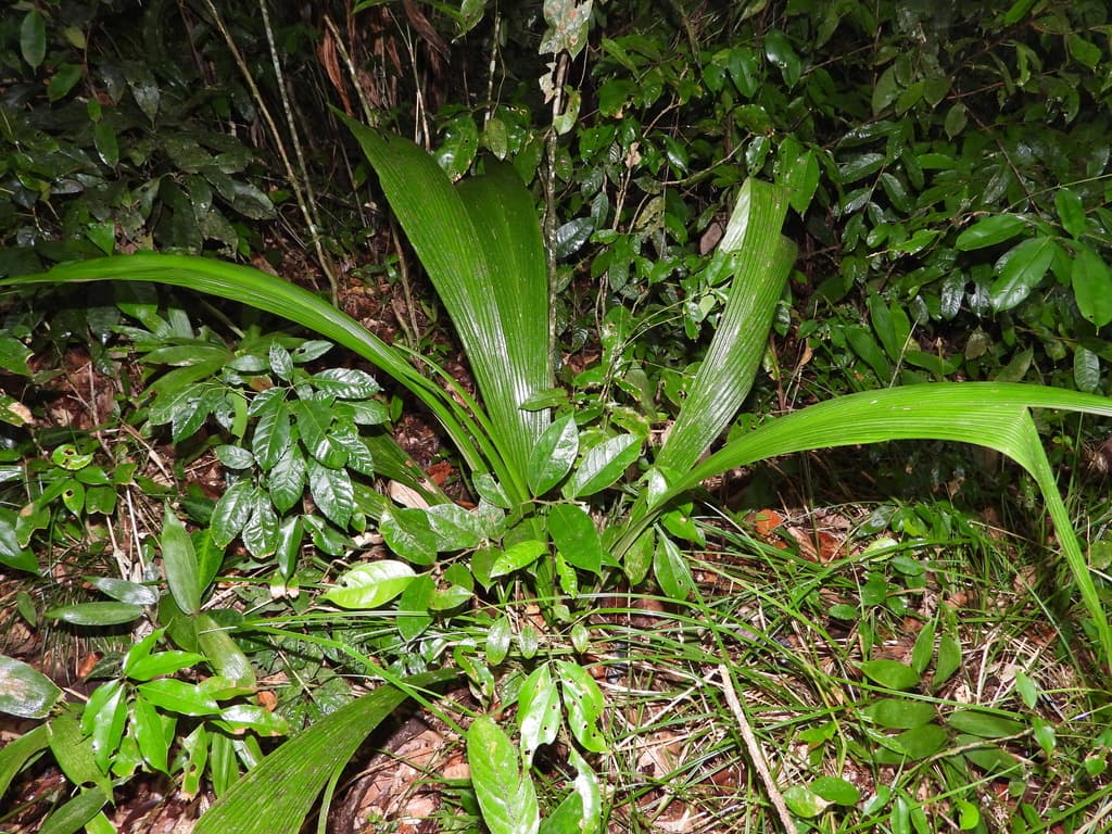 Botanical specimen of Geonoma Poiteauana.