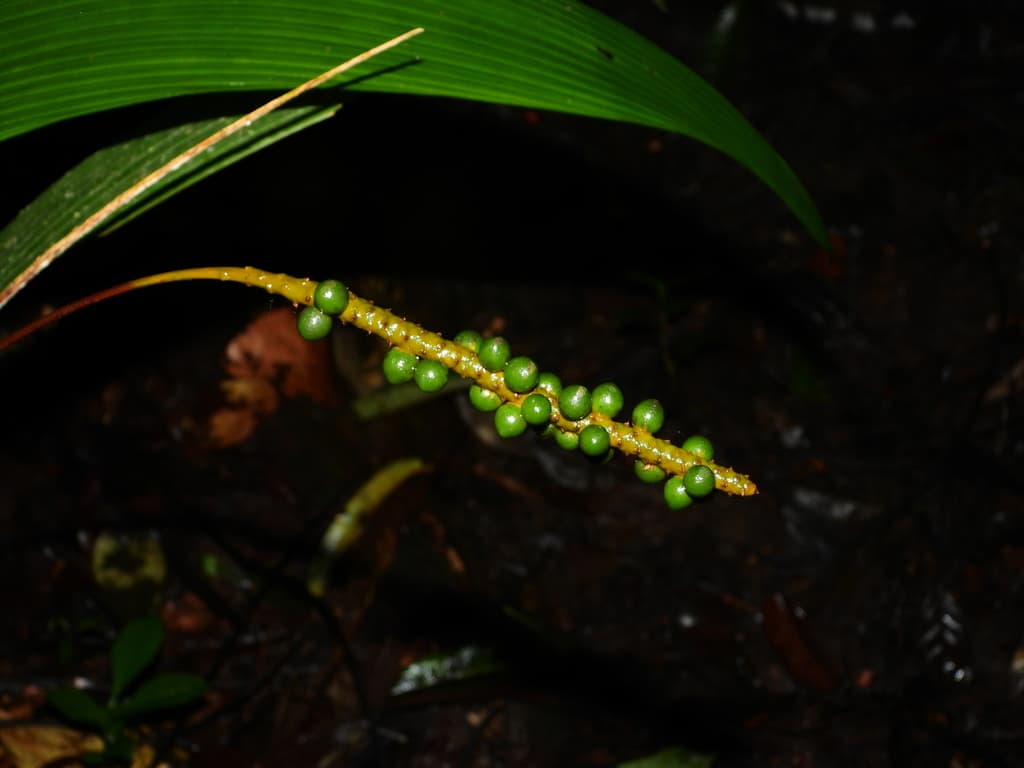 Botanical specimen of Geonoma Poiteauana.