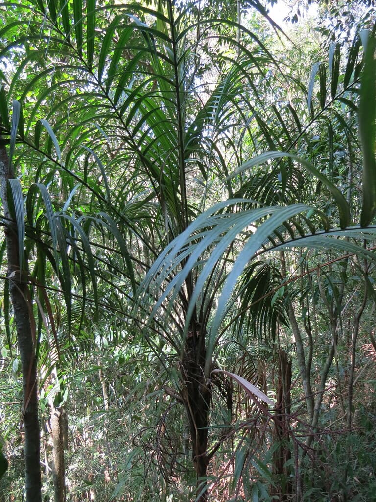 Botanical specimen of Geonoma Schottiana.