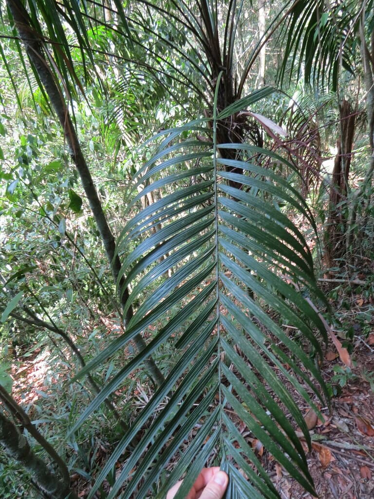 Botanical specimen of Geonoma Schottiana.