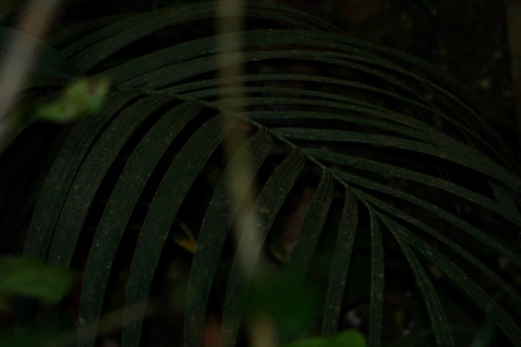 Botanical specimen of Geonoma Schottiana.