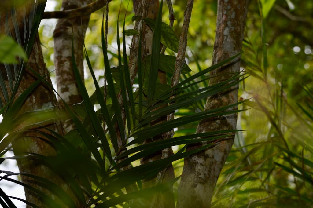 Botanical specimen of Geonoma Schottiana.