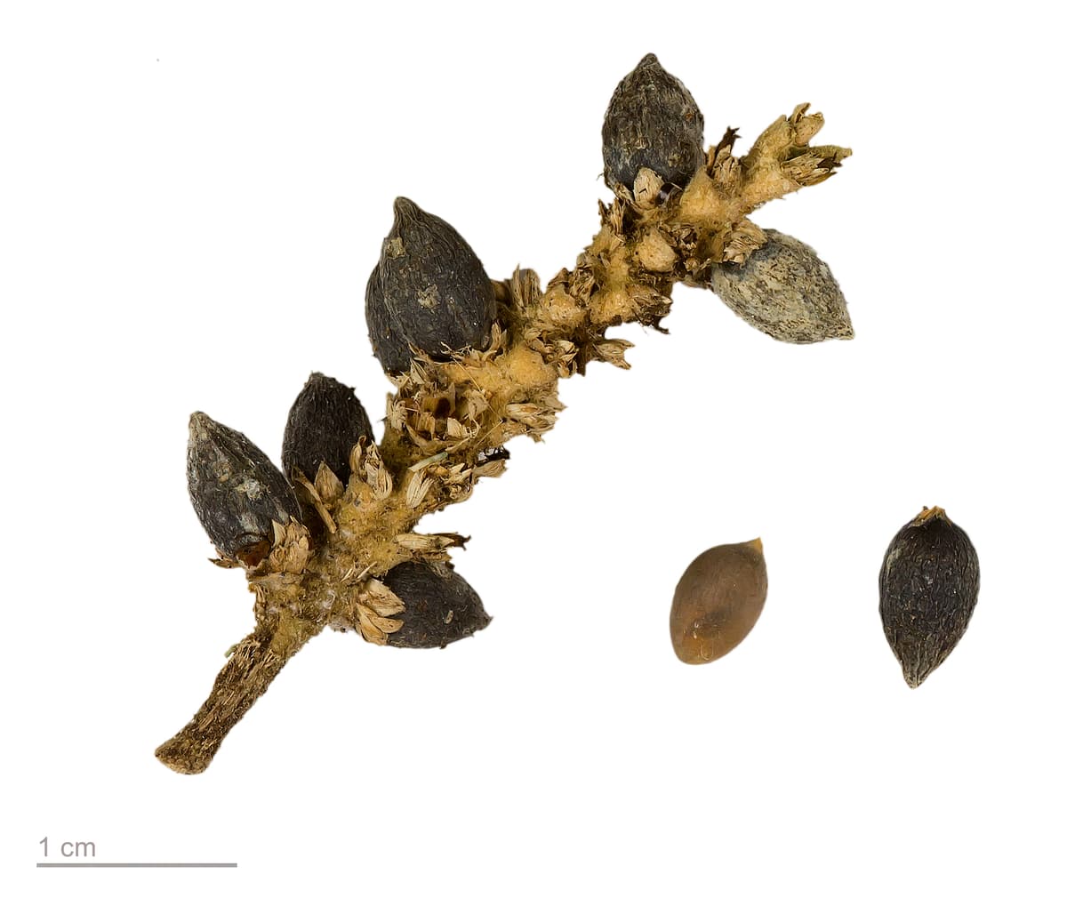 Botanical specimen of Geonoma Stricta.