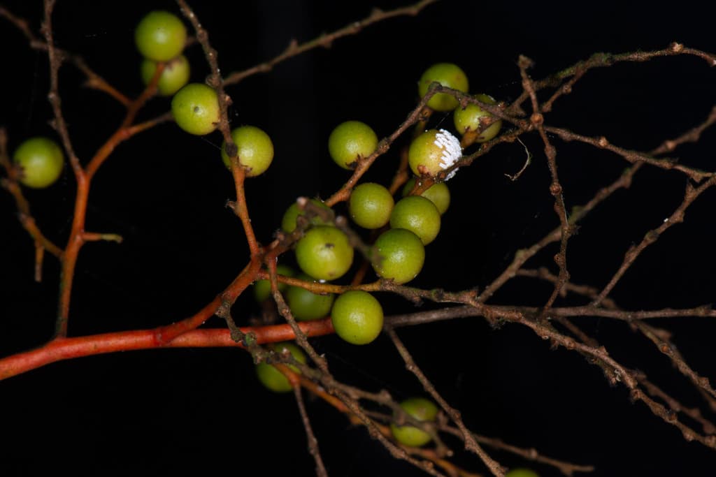 Botanical specimen of Geonoma Tenuissima.