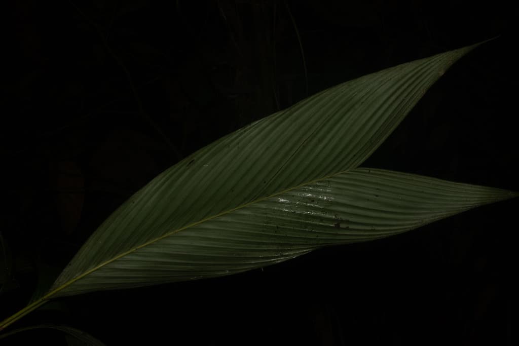 Botanical specimen of Geonoma Tenuissima.