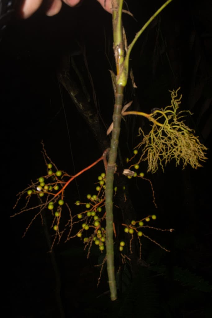 Botanical specimen of Geonoma Tenuissima.