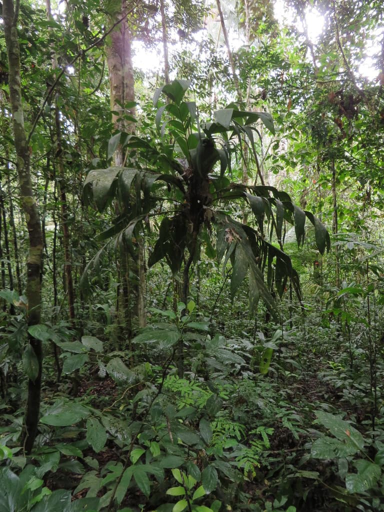 Botanical specimen of Geonoma Triglochin.