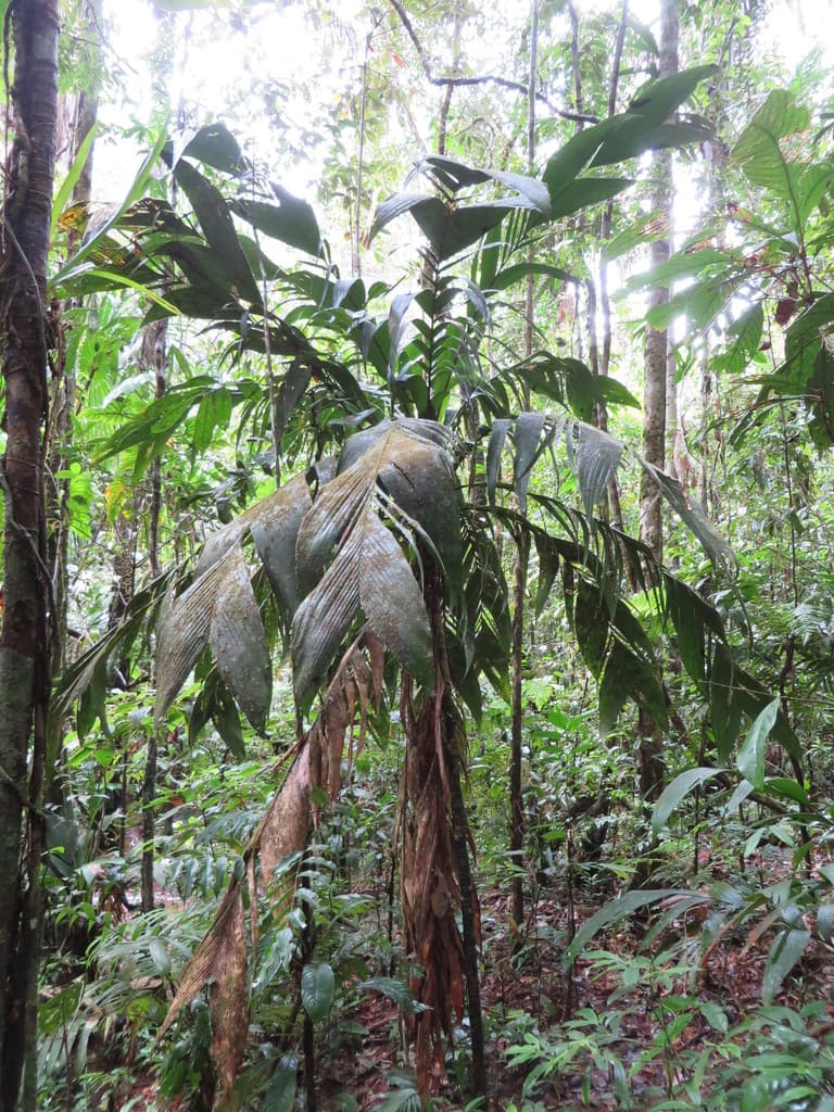 Botanical specimen of Geonoma Triglochin.