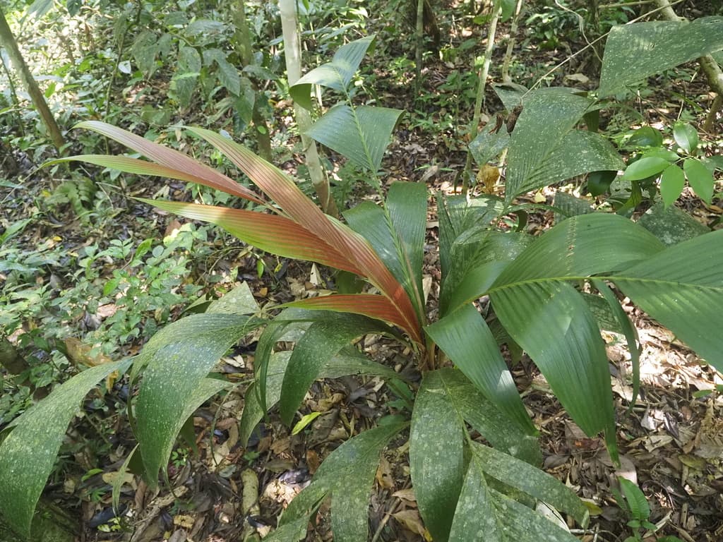 Botanical specimen of Geonoma Triglochin.