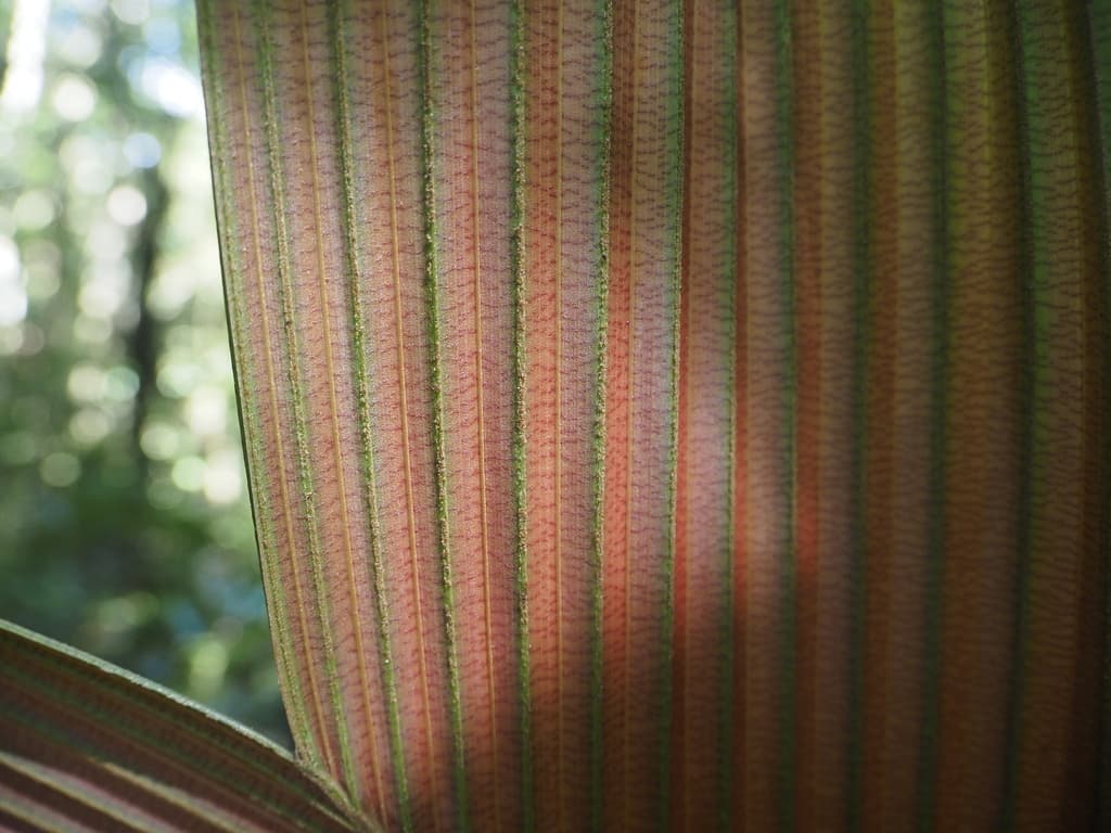 Botanical specimen of Geonoma Triglochin.