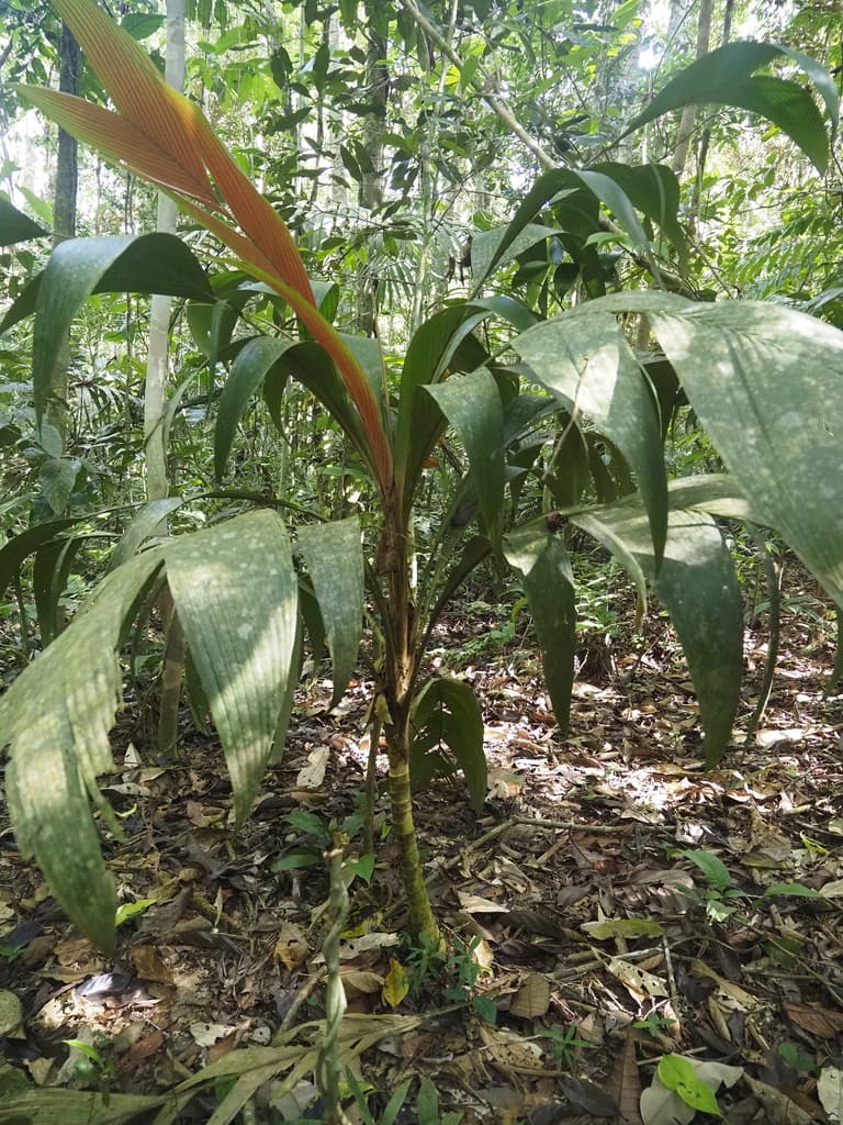 Botanical specimen of Geonoma Triglochin.