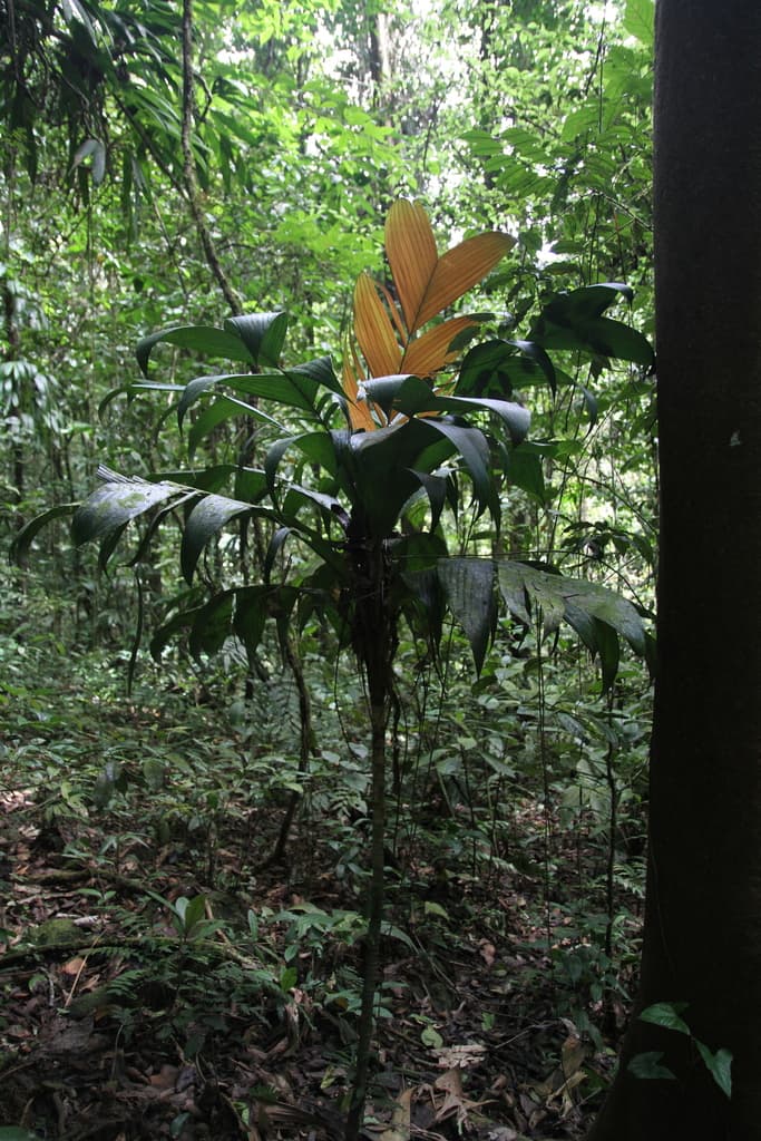 Botanical specimen of Geonoma Umbraculiformis.