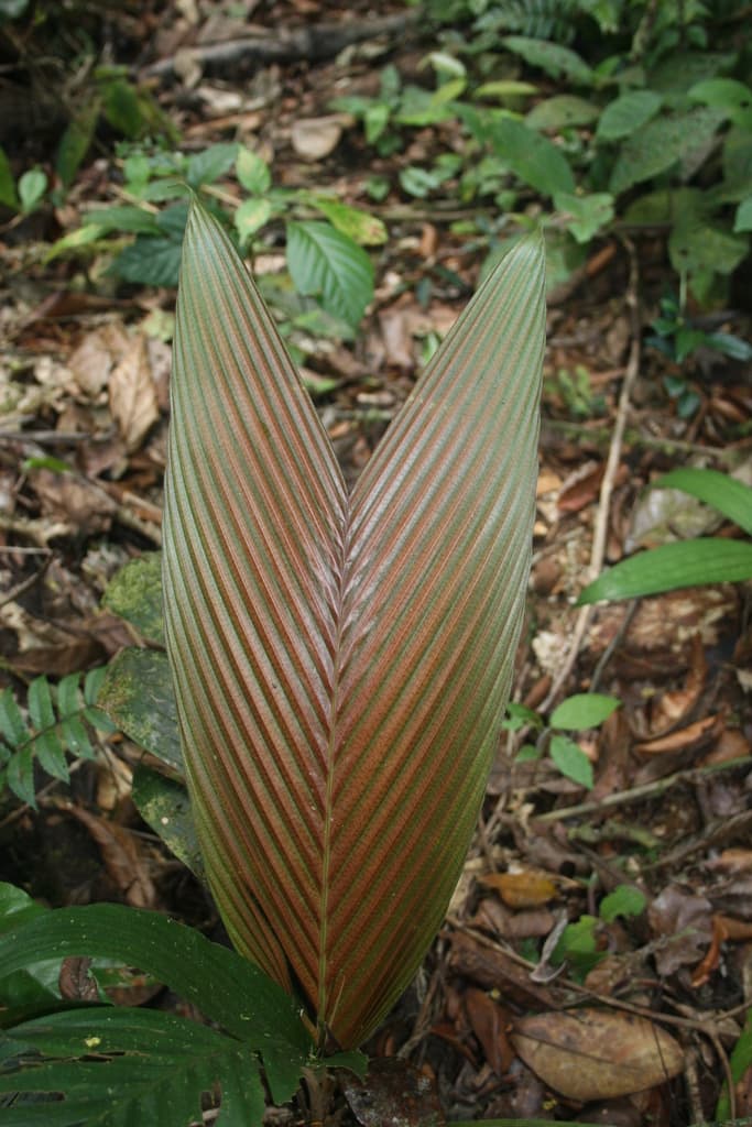 Botanical specimen of Geonoma Umbraculiformis.