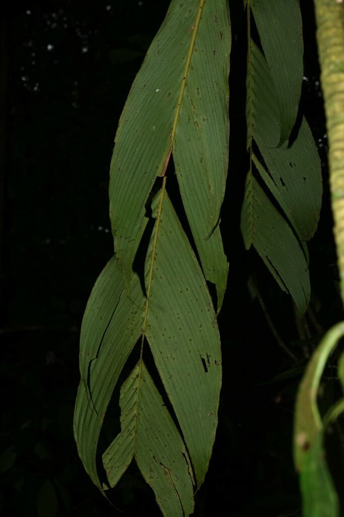 Botanical specimen of Geonoma Umbraculiformis.