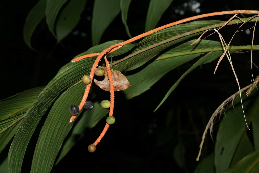 Botanical specimen of Geonoma Umbraculiformis.