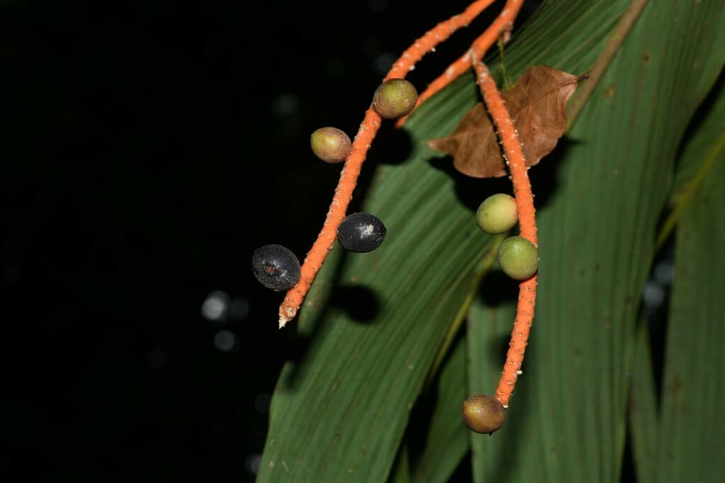 Botanical specimen of Geonoma Umbraculiformis.