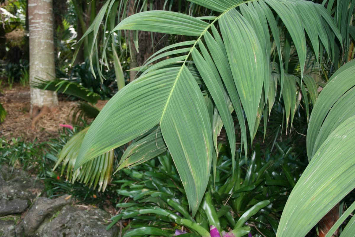 Botanical specimen of Geonoma Undata.