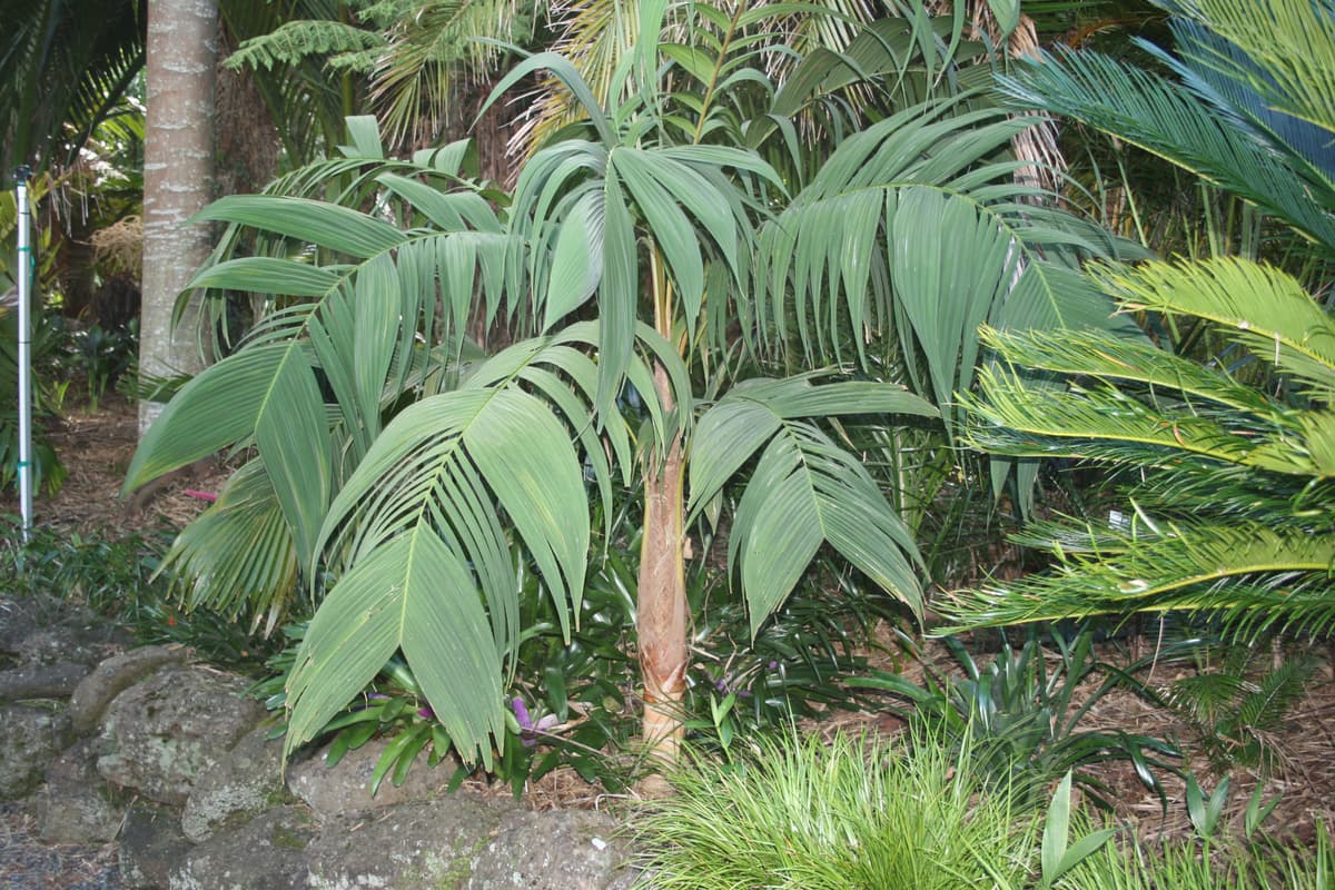 Botanical specimen of Geonoma Undata.