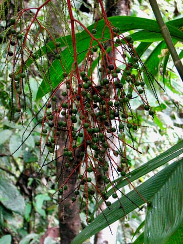 Botanical specimen of Geonoma Undata.