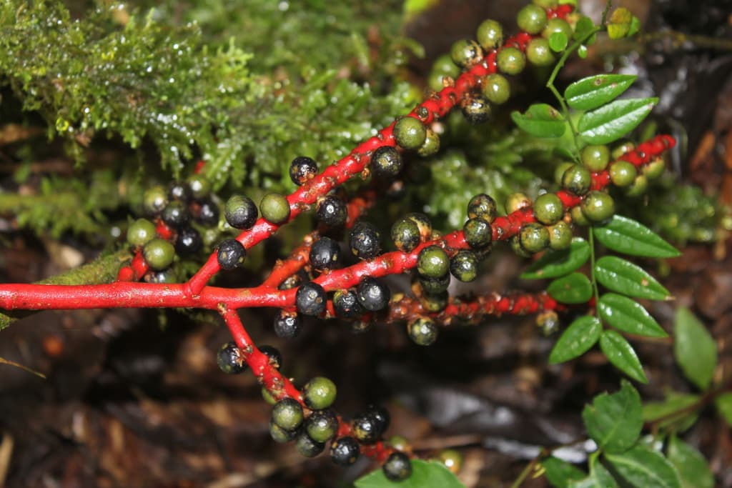 Botanical specimen of Geonoma Wilsoni.