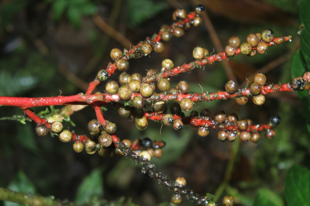 Botanical specimen of Geonoma Wilsoni.