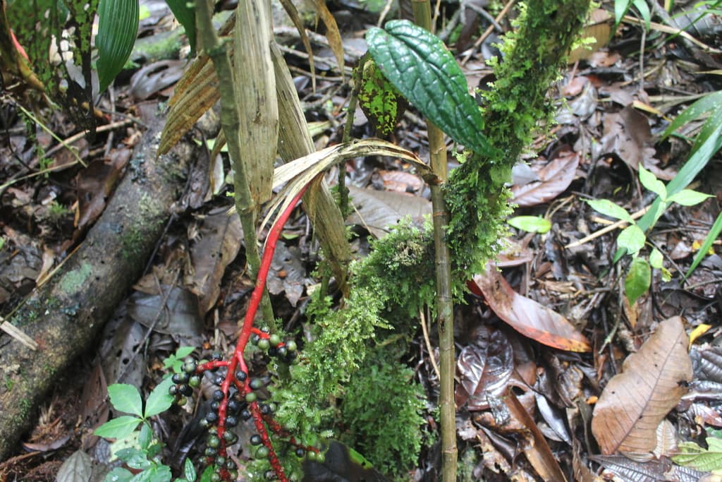 Botanical specimen of Geonoma Wilsoni.
