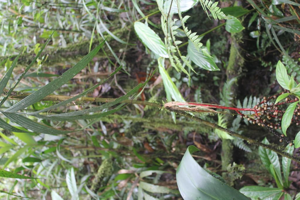 Botanical specimen of Geonoma Wilsoni.