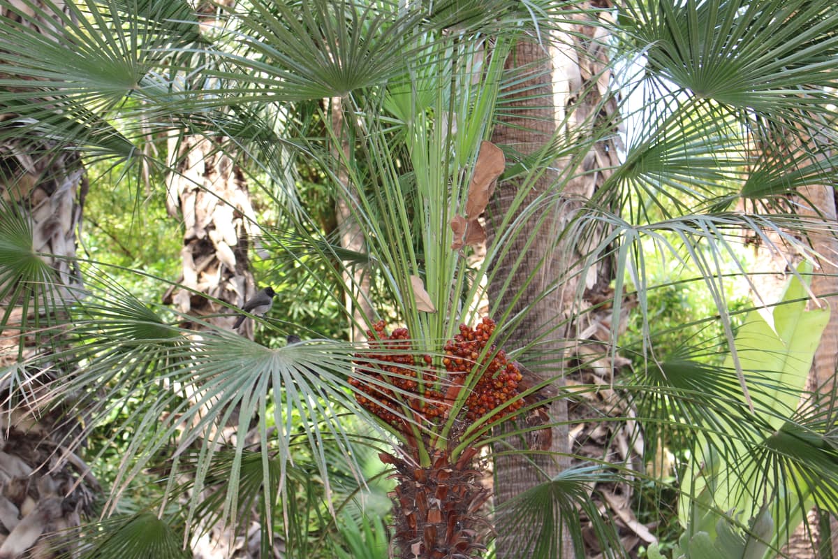 Botanical specimen of Hedyscepe Canterburyana.
