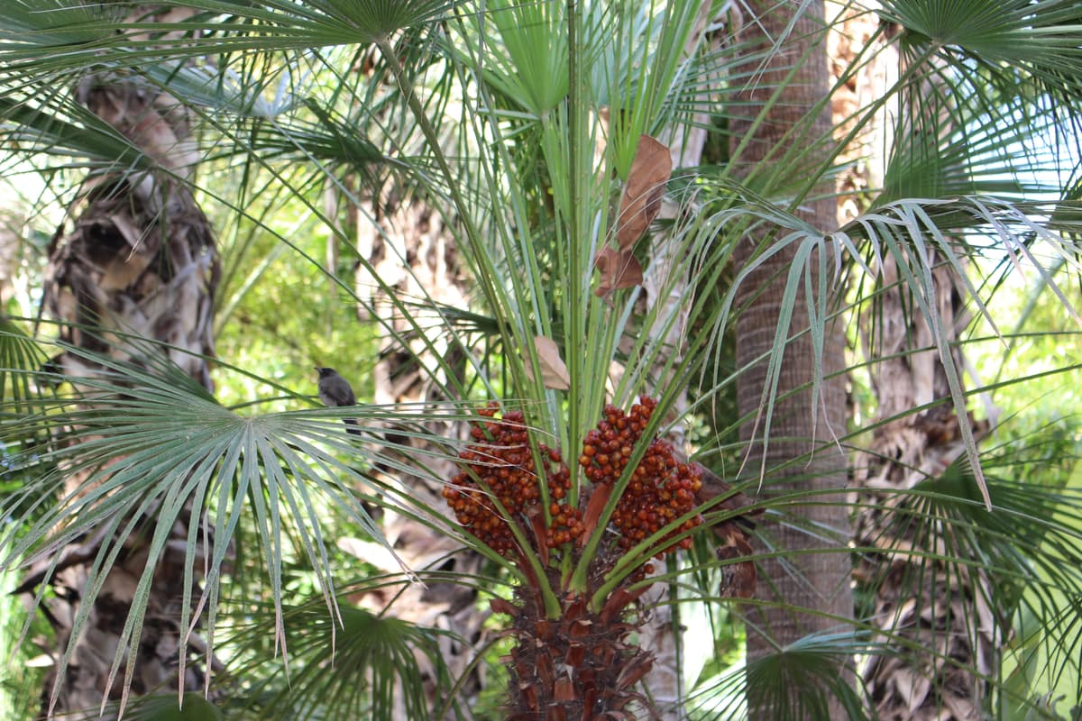 Botanical specimen of Hedyscepe Canterburyana.