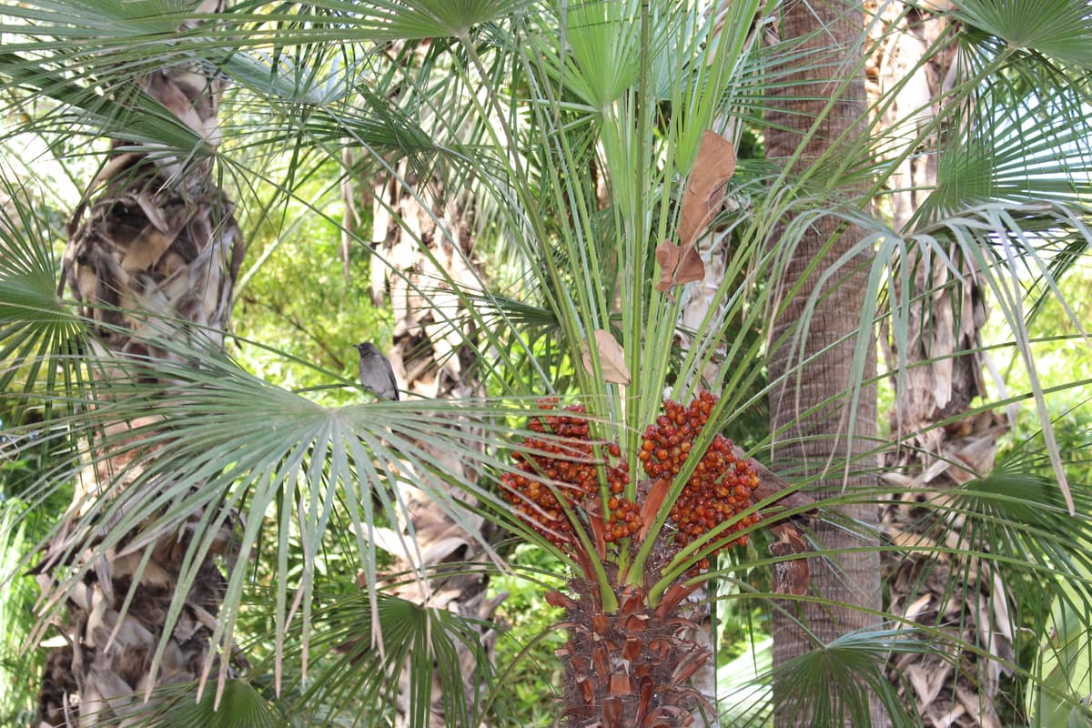 Botanical specimen of Hedyscepe Canterburyana.