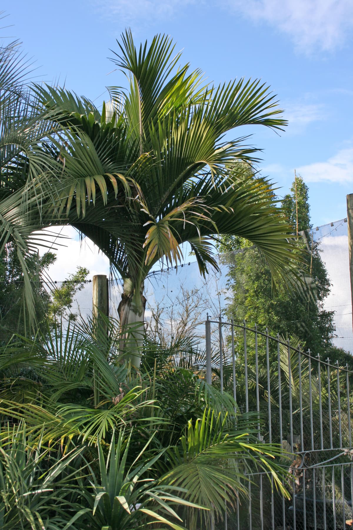 Botanical specimen of Hedyscepe Canterburyana.