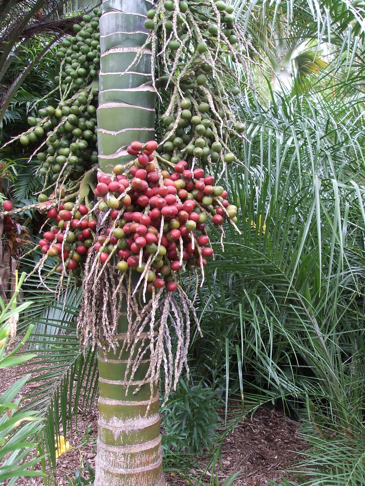 Botanical specimen of Hedyscepe Canterburyana.
