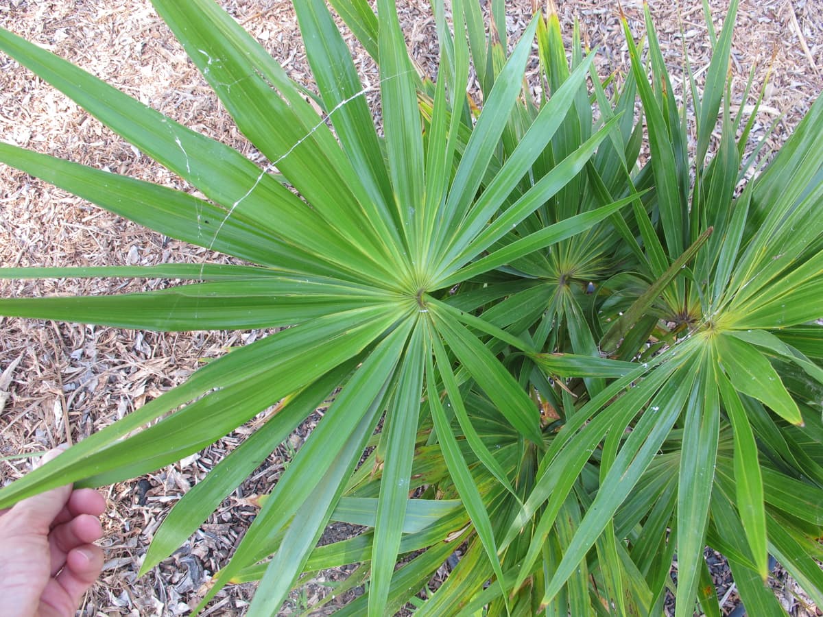 Botanical specimen of Hemithrinax Compacta.